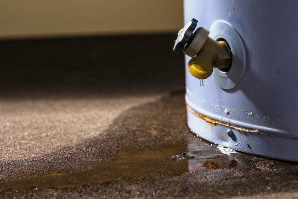 Best Mold removal after water damage  in Carbondale, IL