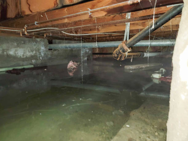 Best Professional water damage repair  in Carbondale, IL