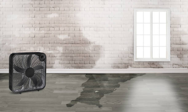 Best Local water damage restoration  in Carbondale, IL