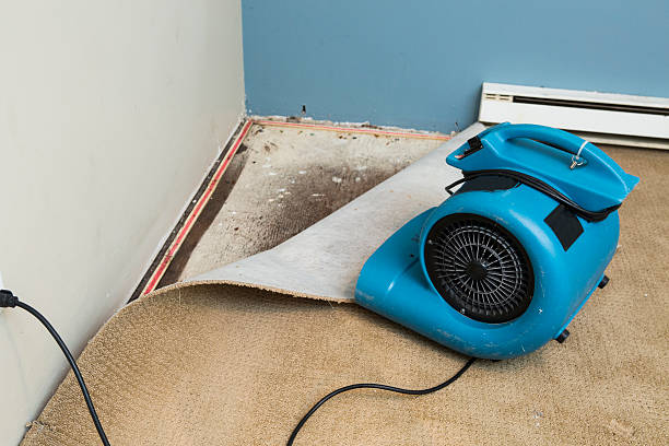 Best Water damage contractors near me  in Carbondale, IL